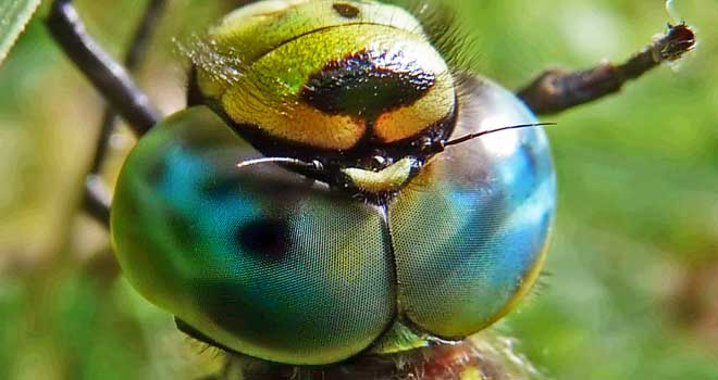 Dragonfly Portrait By Bengt Holm