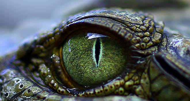 Crocodilian by GreenEyedHarpy
