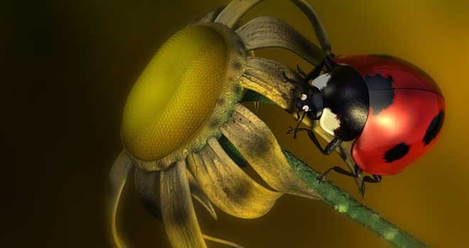Ladybug on Flower by Przemyslaw Gast